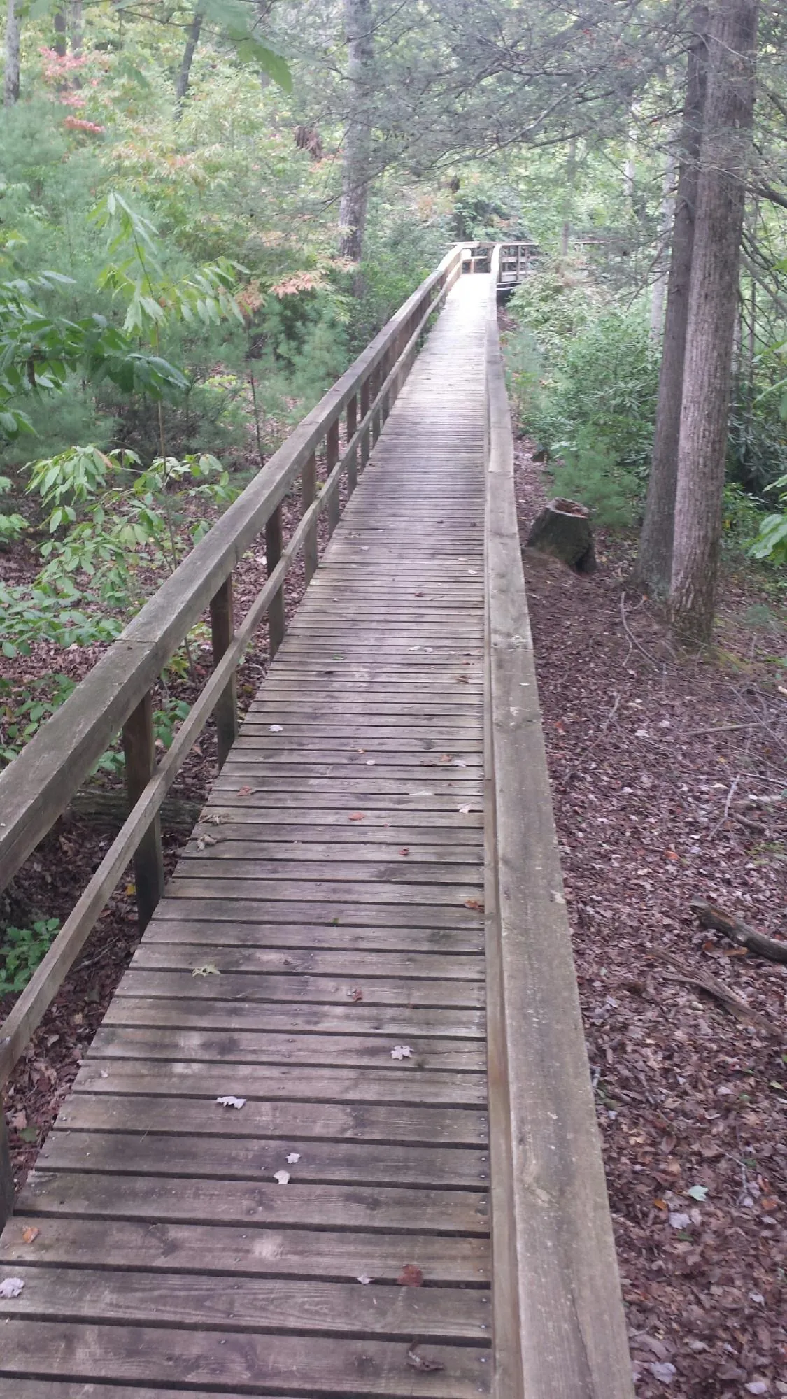 Long wood walkway with handrails built through the woods in Marcellus